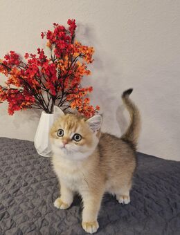 Liebevolles BKH Kitten - Schwalbach