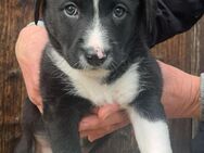 Bordercollie Appenzeller Mix Welpen - Bad Wurzach