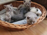 BKH Britisch Kurzhaar Kitten Blau Lilac - Uebigau-Wahrenbrück