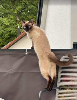 Siam Kater - Mönchengladbach