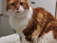 Mainecoon Deckkater red-cl.tabby.white - Ingolstadt