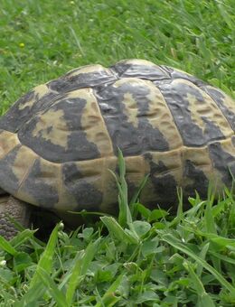 Weibliche Griechische Landschildkröten, THB - Löhne