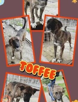 hübsche Toffee bald auf PS in München - Nürnberg