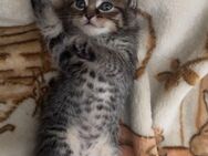 Baby kitten - Solingen (Klingenstadt)