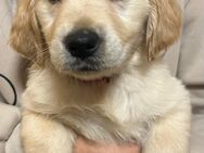 Golden Retriever Welpen - Brand