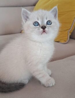 BkH Kitten Kätzchen - Gechingen