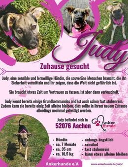 Zaubermaus 🩷Judy sucht ihre Menschen - Freilassing