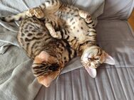 Bengal Kitten - Groß Lindow
