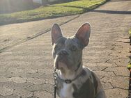 Französische Bulldogge Isabell Merle - Eschwege