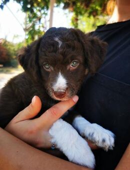 Salvo - freundlich und verspielt - Haan