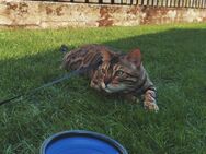 Bengal Kater *kastriert* - Neuenkirchen (Nordrhein-Westfalen)