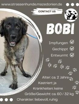 💛 Bobi sucht sein Glück 💛 - Ovelgönne