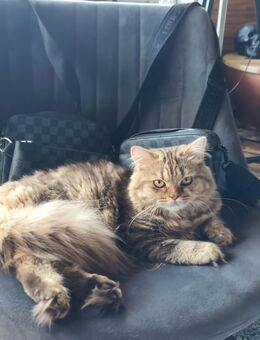 Britischer Kater abzugeben - Pinneberg