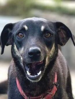 Zuckersüße MACUN - Gefrees