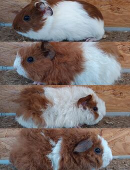 MEERSCHWEINCHEN - Weibchen - Rex, Teddy, glatte und Rosetten - Edingen-Neckarhausen