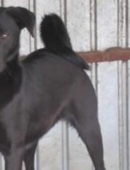 Diesel, der Sanftmütige 🐾 - Elsdorf (Nordrhein-Westfalen)