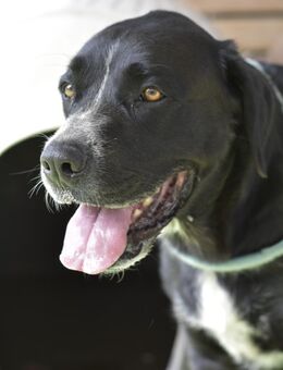 AISHA - verträglich, brav, ruhig 💝 - Neudenau