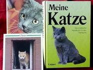 3 tolle Bücher über Katzen und deren Haltung - Niederfischbach