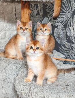 Süsse Reinrassige BKH Kitten mit Stammbaum und Gesundheitszeugnis - Staufenberg (Niedersachsen)