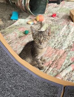 Die kleine Klara sucht ihre Menschen 💕 - Freilassing