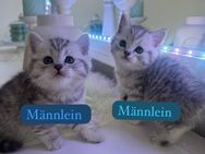 Zuckersüße kitten - Berlin