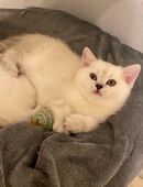 Wunderschöne Silver Shaded BKH-Kätzchen suchen ein liebevolles Für-immer-Zuhause in 51647