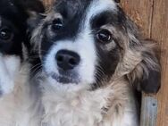 Junghund Kleo sucht - Kallmünz