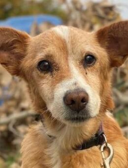 Opi, geb. ca. 10/2015, GRIECHENLAND - Euskirchen