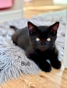 BKH Mix Kitten - Tapfheim