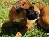 Balu (Boxer-Schäferhund-Mischling) - Trusetal