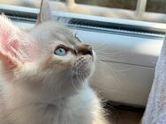 Bezaubernde reinrassige Ragdoll Kitten - Braunfels