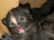 Schildpatt Katzen Babys Main coon mix Ulm - Ulm
