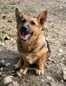 Fifi, Minihund such neue Familie - Unterföhring