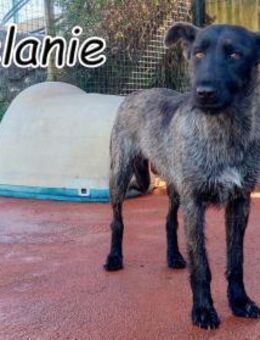 Ein Leben ohne Angst für Melanie❤️ - Essingen (Rheinland-Pfalz)