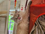 1 Reinrassiges Perser.kitten - Warder