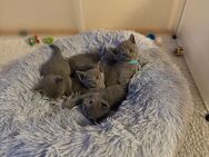 Russisch Blau Babykitten suchen ein liebevolles Zuhause - Hamburg