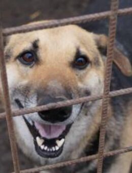 Nero, blinder Senior sucht Wärme 🐾 - Elsdorf (Nordrhein-Westfalen)