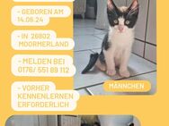 Kitten gegen 100€ Schutzgebühr abzugeben. - Moormerland