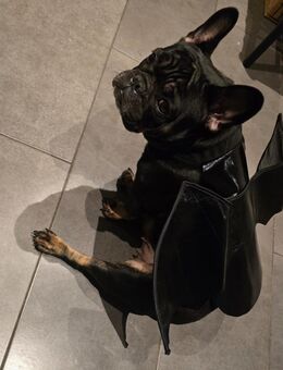 Französische Bulldogge Welpen - Kempten (Allgäu)