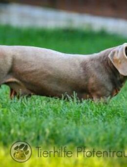 Dackel PUMBA - in 40239 Düsseldorf - Linden (Hessen)