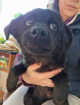 Harvey von kettenlos - Bollingstedt