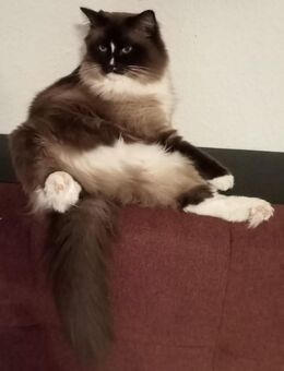 Ragdoll Siam Mix Kater - Kalbe (Milde)