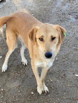 Zauberhafte Zeyna - Beckingen