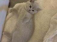 Kittenbaby - Hamburg Altona
