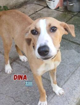 Dina - lebensfreudiger Sonnenschein - Heppenheim (Bergstraße)