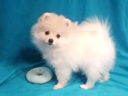 Zwergspitz Pomeranian Weibchen Boo - Bad Rappenau