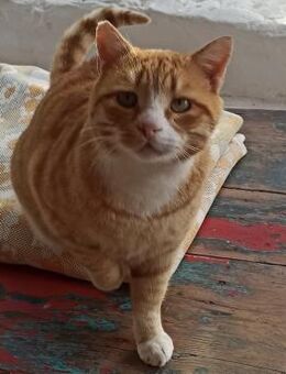 Traumkater Billy sucht Zuhause - Bergkirchen