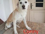 CONNY ❤ sucht Zuhause oder Pflegestelle - Langenhagen