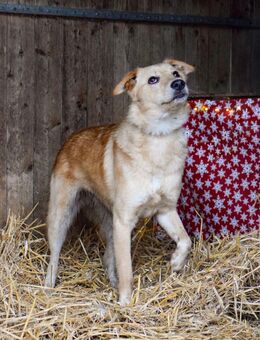 Der tolle Benji sucht ein Zuhause - Wolmirstedt Farsleben