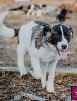 Fynn 🐶 Ein hübscher Bube - Spenge